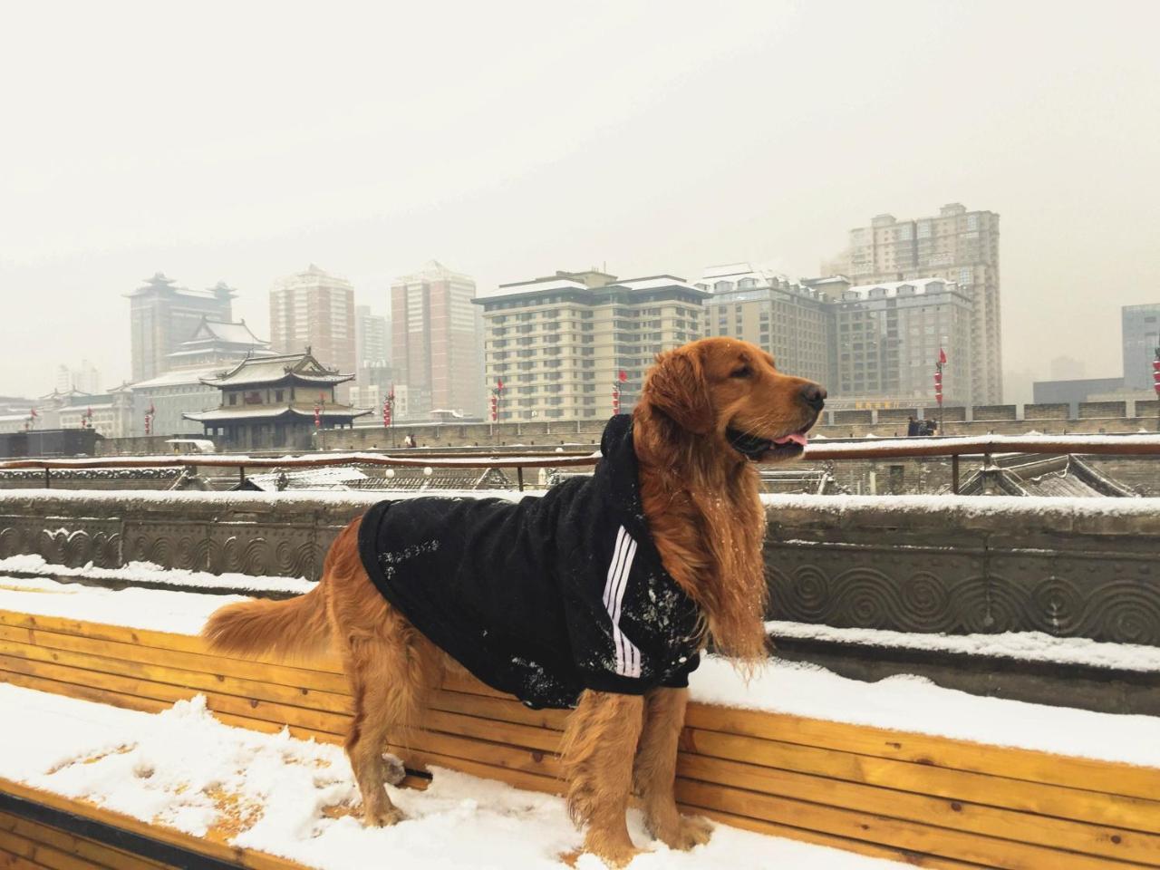 Jano'S Backpackers Xi'An Hostel Xi'an  Exterior photo